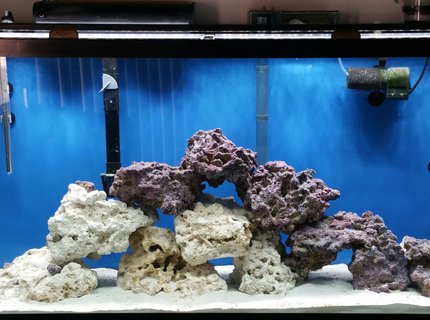 50 gallons saltwater fish tank (mostly fish, little/no live coral) - Fowlr tank 50 gallons saltwater fish tank (mostly fish, little/no live coral) - Fowlr tank