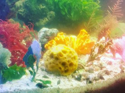 40 gallons saltwater fish tank (mostly fish, little/no live coral) - Just my 40 gallon breeder tank macroalgae and sponges 40 gallons saltwater fish tank (mostly fish, little/no live coral) - Just my 40 gallon breeder tank macroalgae and sponges