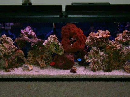 55 gallons saltwater fish tank (mostly fish, little/no live coral) - 55 gallon fish only with live rock 55 gallons saltwater fish tank (mostly fish, little/no live coral) - 55 gallon fish only with live rock