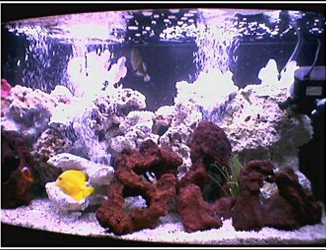 saltwater fish tank (mostly fish, little/no live coral) - 46 GALLON BOW FRONT WITH SIX FISH.TANG, TRIGGER, CLOWN, AND DAMSELS. A FEW LAVA ROCKS AND SOME DEAD CORAL... saltwater fish tank (mostly fish, little/no live coral) - 46 GALLON BOW FRONT WITH SIX FISH.TANG, TRIGGER, CLOWN, AND DAMSELS. A FEW LAVA ROCKS AND SOME DEAD CORAL...