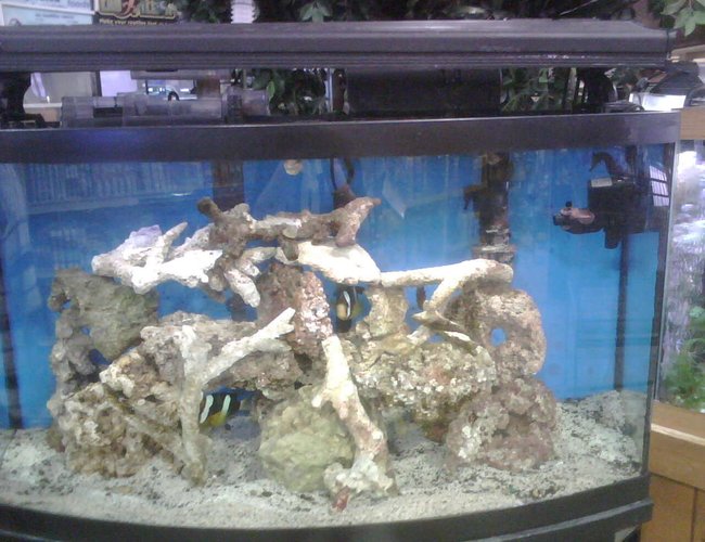 90 gallons saltwater fish tank (mostly fish, little/no live coral) - NEWEST SET-UP. 2 TEN YEAR OLD SEABAE CLOWNS, NO JOKE! 90 gallons saltwater fish tank (mostly fish, little/no live coral) - NEWEST SET-UP. 2 TEN YEAR OLD SEABAE CLOWNS, NO JOKE!