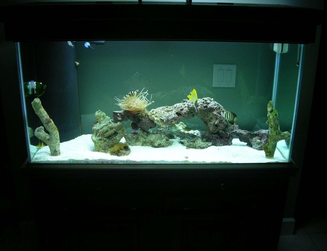 90 gallons saltwater fish tank (mostly fish, little/no live coral) - Compliments to Fish Of Eden for guiding me to a great start to my reef tank! 90 gallons saltwater fish tank (mostly fish, little/no live coral) - Compliments to Fish Of Eden for guiding me to a great start to my reef tank!
