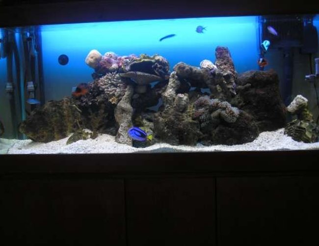 200 gallons saltwater fish tank (mostly fish, little/no live coral) - my 4 foot tank with 2 new anenomes & live rock. 2 tomato clowns, 1 coral beauty,1 blue tang,1 zebra humbug,1 cleaner wrasse, 4 blue schooling fish,2 hermits, 1 skunk shrimp,5 snails. heaps of live rock, clam shells. getting ready to add corals + maybe another fish 200 gallons saltwater fish tank (mostly fish, little/no live coral) - my 4 foot tank with 2 new anenomes & live rock. 2 tomato clowns, 1 coral beauty,1 blue tang,1 zebra humbug,1 cleaner wrasse, 4 blue schooling fish,2 hermits, 1 skunk shrimp,5 snails. heaps of live rock, clam shells. getting ready to add corals + maybe another fish