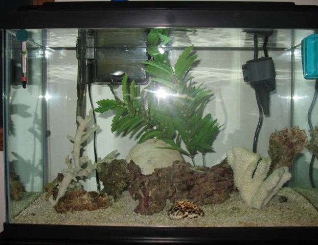 20 gallons saltwater fish tank (mostly fish, little/no live coral) - My Tank 20 gallons saltwater fish tank (mostly fish, little/no live coral) - My Tank