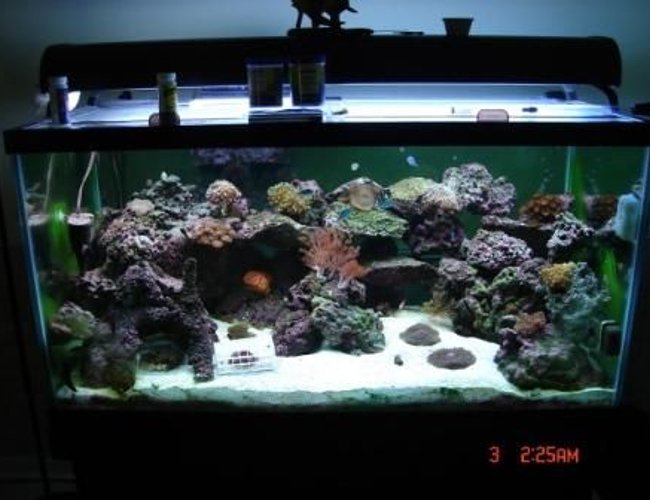 125 gallons saltwater fish tank (mostly fish, little/no live coral) - the most updates photo as of Nov. 07 125 gallons saltwater fish tank (mostly fish, little/no live coral) - the most updates photo as of Nov. 07