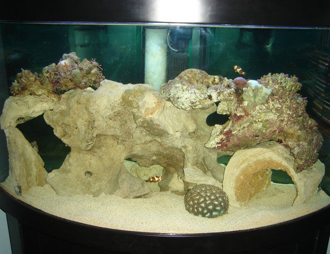 82 gallons saltwater fish tank (mostly fish, little/no live coral) - Saltwater Tank 82 gallons saltwater fish tank (mostly fish, little/no live coral) - Saltwater Tank