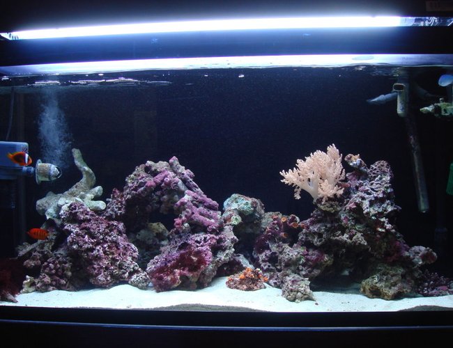 85 gallons saltwater fish tank (mostly fish, little/no live coral) - 85 gallon bought it here in japan, SUMP sits on top of tank very unique. 85 gallons saltwater fish tank (mostly fish, little/no live coral) - 85 gallon bought it here in japan, SUMP sits on top of tank very unique.