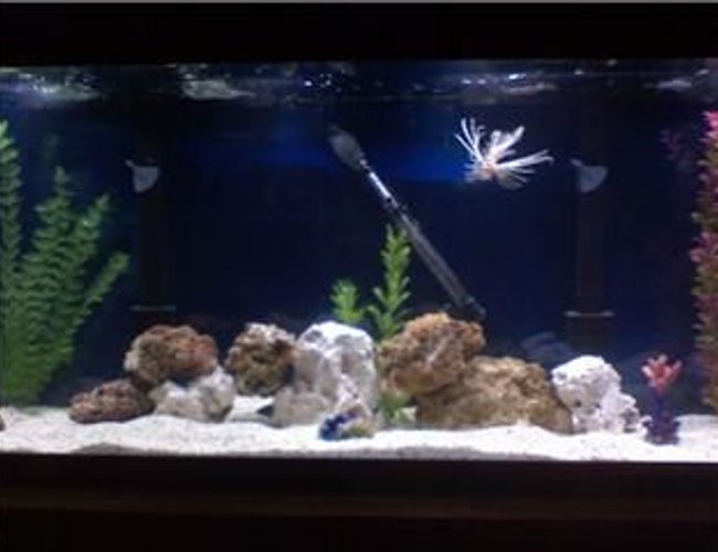 45 gallons saltwater fish tank (mostly fish, little/no live coral) - My 75 gal salwater tank 45 gallons saltwater fish tank (mostly fish, little/no live coral) - My 75 gal salwater tank