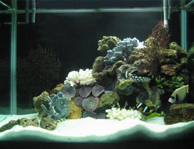 80 gallons saltwater fish tank (mostly fish, little/no live coral) - 80G with dead corals but loads of live rocks collected by hand from the nearby ocean... 700W of CFL 6500K. 4G Canister filter with activated carbon & seachem mix, protein skimmer, UV sterilizer, 2 Power filters (4000 l/ph). That's about it. 80 gallons saltwater fish tank (mostly fish, little/no live coral) - 80G with dead corals but loads of live rocks collected by hand from the nearby ocean... 700W of CFL 6500K. 4G Canister filter with activated carbon & seachem mix, protein skimmer, UV sterilizer, 2 Power filters (4000 l/ph). That's about it.