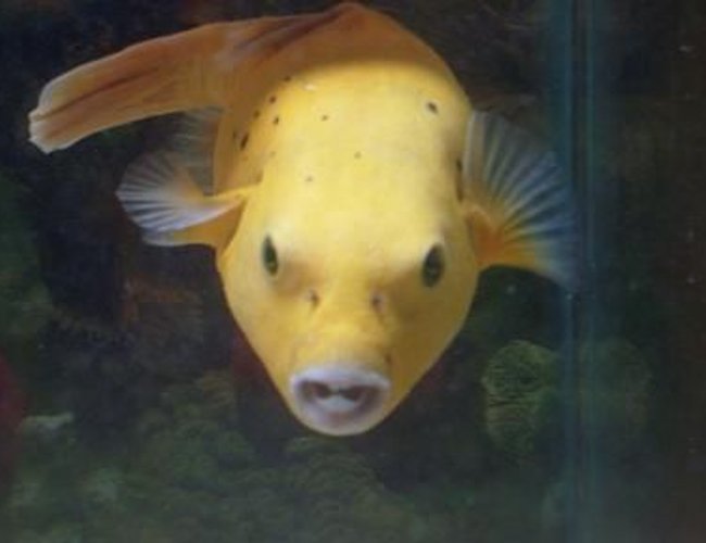 450 gallons saltwater fish tank (mostly fish, little/no live coral) - bumble bee my golden puffer... smiling for the camera....such a ham!!! 450 gallons saltwater fish tank (mostly fish, little/no live coral) - bumble bee my golden puffer... smiling for the camera....such a ham!!!