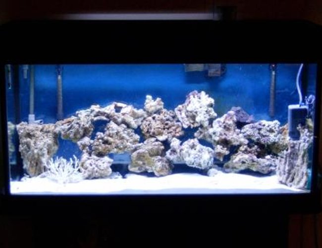 77 gallons saltwater fish tank (mostly fish, little/no live coral) - Full Tank Shot 77 gallons saltwater fish tank (mostly fish, little/no live coral) - Full Tank Shot