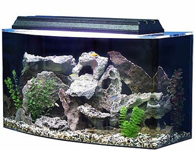 60 gallons saltwater fish tank (mostly fish, little/no live coral) - best tank on earth 60 gallons saltwater fish tank (mostly fish, little/no live coral) - best tank on earth