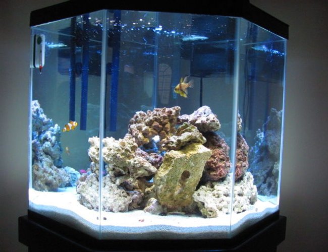 44 gallons saltwater fish tank (mostly fish, little/no live coral) - Front view of my tank. 44 gallons saltwater fish tank (mostly fish, little/no live coral) - Front view of my tank.