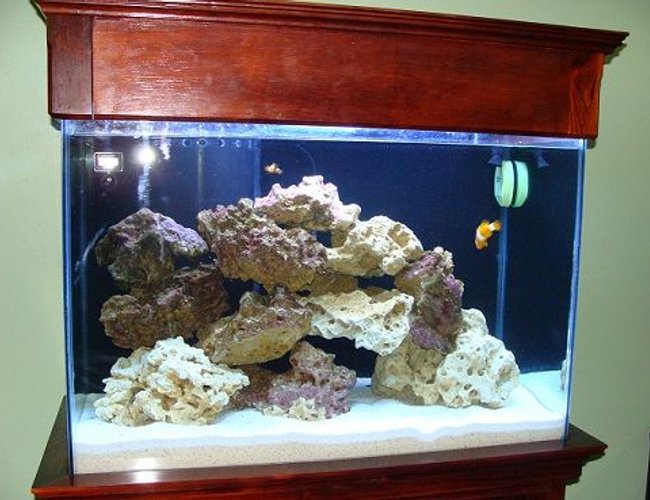 48 gallons saltwater fish tank (mostly fish, little/no live coral) - 60 gal 48 gallons saltwater fish tank (mostly fish, little/no live coral) - 60 gal