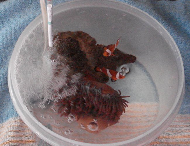 44 gallons saltwater fish tank (mostly fish, little/no live coral) - Coaxing the clownfish into their anemone.
Our clownfish are one year old today and they have never given any of the anemones in their tank a single thought! We got a tip from someone online who said they put their anemone in a small plastic bucket with the fish to introduce them for a couple of hours and then return them all slowly to the tank. Well what do you know..... it worked! She now doesn't go more than a couple of inches from the anemone unless she's feeding, then she sprints back to the safety of her home. Now 2 years old, i think she's obsessed with it! So amazing. 44 gallons saltwater fish tank (mostly fish, little/no live coral) - Coaxing the clownfish into their anemone.
Our clownfish are one year old today and they have never given any of the anemones in their tank a single thought! We got a tip from someone online who said they put their anemone in a small plastic bucket with the fish to introduce them for a couple of hours and then return them all slowly to the tank. Well what do you know..... it worked! She now doesn't go more than a couple of inches from the anemone unless she's feeding, then she sprints back to the safety of her home. Now 2 years old, i think she's obsessed with it! So amazing.