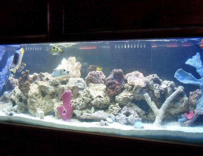 125 gallons saltwater fish tank (mostly fish, little/no live coral) - my 125 fish tank with 45 gallon sump 125 gallons saltwater fish tank (mostly fish, little/no live coral) - my 125 fish tank with 45 gallon sump