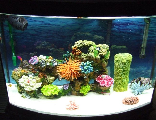36 gallons saltwater fish tank (mostly fish, little/no live coral) - I have 2 clown fish, 1 royal gramma, 1 purple fire goby, 1 skunk cleaner shrimp, and 1 blue knuckle hermit crab :DD 36 gallons saltwater fish tank (mostly fish, little/no live coral) - I have 2 clown fish, 1 royal gramma, 1 purple fire goby, 1 skunk cleaner shrimp, and 1 blue knuckle hermit crab :DD