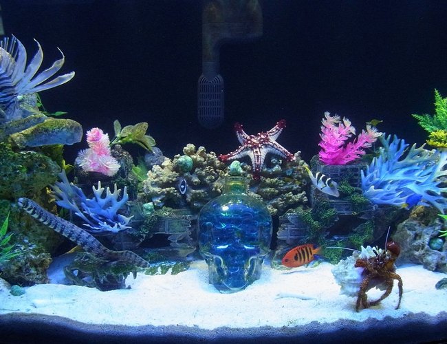 50 gallons saltwater fish tank (mostly fish, little/no live coral) - 50 gallon bowfront 50 gallons saltwater fish tank (mostly fish, little/no live coral) - 50 gallon bowfront