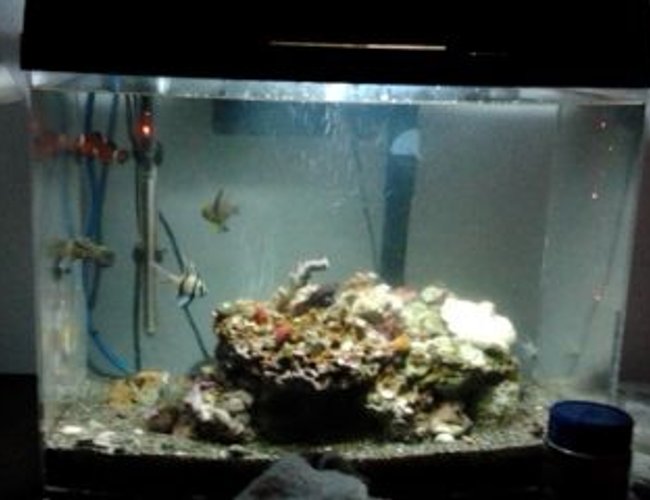65 gallons saltwater fish tank (mostly fish, little/no live coral) - Salty 65 gallons saltwater fish tank (mostly fish, little/no live coral) - Salty