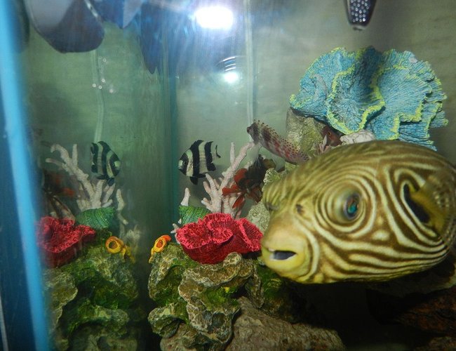 62 gallons saltwater fish tank (mostly fish, little/no live coral) - The Gang 62 gallons saltwater fish tank (mostly fish, little/no live coral) - The Gang