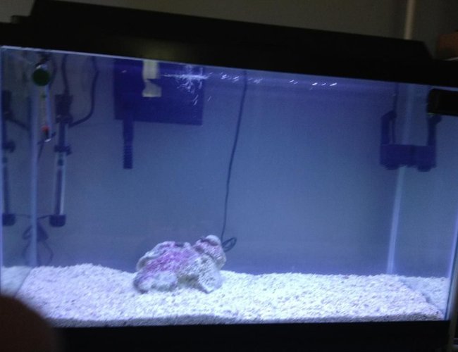 29 gallons saltwater fish tank (mostly fish, little/no live coral) - starting out my saltwater tank 29 gallons saltwater fish tank (mostly fish, little/no live coral) - starting out my saltwater tank