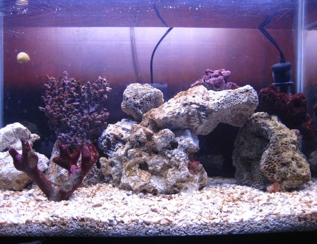 10 gallons saltwater fish tank (mostly fish, little/no live coral) - my first ever saltwater tank 10 gallon 2 yellow tail damsels and one royal gramma also a colony of zoo anthids and one mushroom coral 10 gallons saltwater fish tank (mostly fish, little/no live coral) - my first ever saltwater tank 10 gallon 2 yellow tail damsels and one royal gramma also a colony of zoo anthids and one mushroom coral