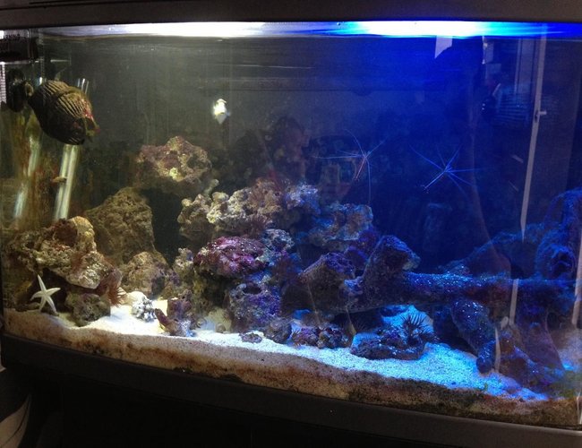 22 gallons saltwater fish tank (mostly fish, little/no live coral) - Here I have my fishbox currently housing:
1 Piccaso Triggerfish
1 Dwarf Zebra Lionfish
1 Aptasia Eating Filefish
1 Blue Spot Goby
1 Sand Shifting Starfish
2 Cleaner Shrimp
1 Peppermint Shrimp
1 Pistol Shrimp
3 Hermit Crabs
All very happy at the moment and enjoying their tank. 22 gallons saltwater fish tank (mostly fish, little/no live coral) - Here I have my fishbox currently housing:
1 Piccaso Triggerfish
1 Dwarf Zebra Lionfish
1 Aptasia Eating Filefish
1 Blue Spot Goby
1 Sand Shifting Starfish
2 Cleaner Shrimp
1 Peppermint Shrimp
1 Pistol Shrimp
3 Hermit Crabs
All very happy at the moment and enjoying their tank.