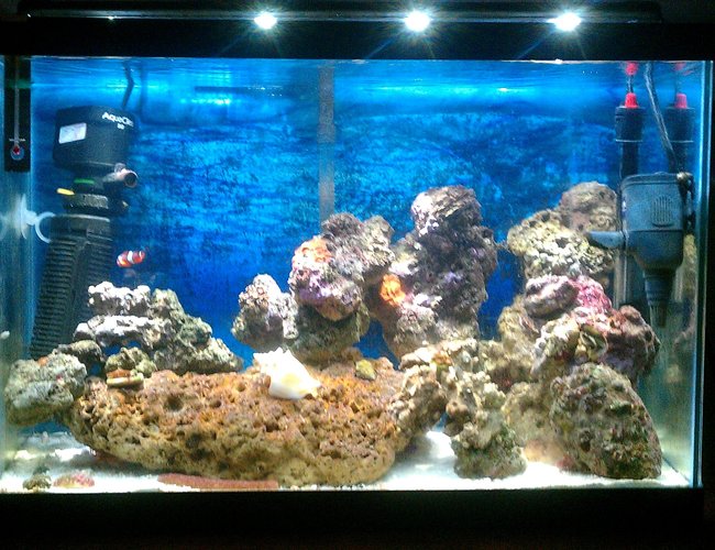 20 gallons saltwater fish tank (mostly fish, little/no live coral) - My 1st Saltwater Tank!!!! 20 gallons saltwater fish tank (mostly fish, little/no live coral) - My 1st Saltwater Tank!!!!