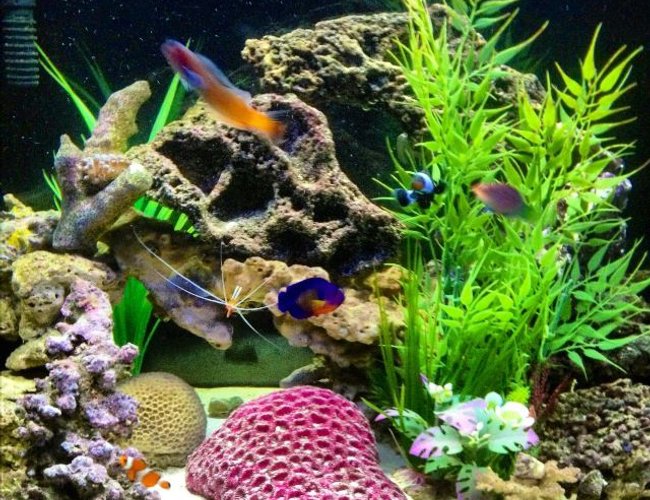 26 gallons saltwater fish tank (mostly fish, little/no live coral) - Hard to get all of them in the same picture, and not moving so its not blurry. Lol Best one I had out of the 100 I tried. 26 gallons saltwater fish tank (mostly fish, little/no live coral) - Hard to get all of them in the same picture, and not moving so its not blurry. Lol Best one I had out of the 100 I tried.