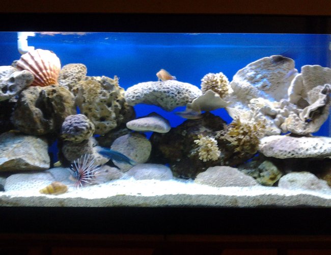 90 gallons saltwater fish tank (mostly fish, little/no live coral) - 90 gal 90 gallons saltwater fish tank (mostly fish, little/no live coral) - 90 gal