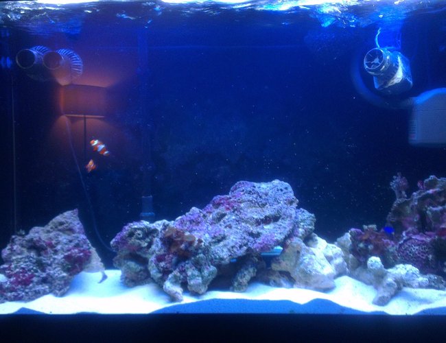 90 gallons saltwater fish tank (mostly fish, little/no live coral) - More rock added 90 gallons saltwater fish tank (mostly fish, little/no live coral) - More rock added