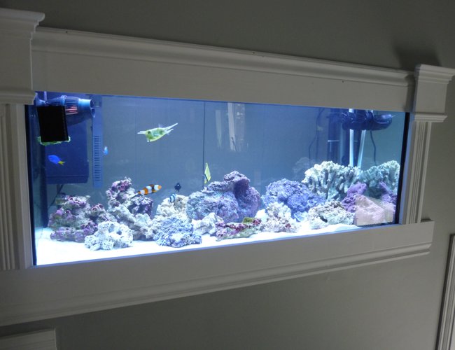 75 gallons saltwater fish tank (mostly fish, little/no live coral) - Here Is My Front View of my wall mounted aquarium that i just start 3 week ago ! 75 gallons saltwater fish tank (mostly fish, little/no live coral) - Here Is My Front View of my wall mounted aquarium that i just start 3 week ago !