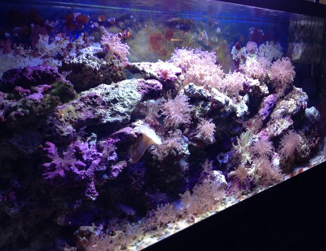 55 gallons saltwater fish tank (mostly fish, little/no live coral) - Tank 55 gallons saltwater fish tank (mostly fish, little/no live coral) - Tank
