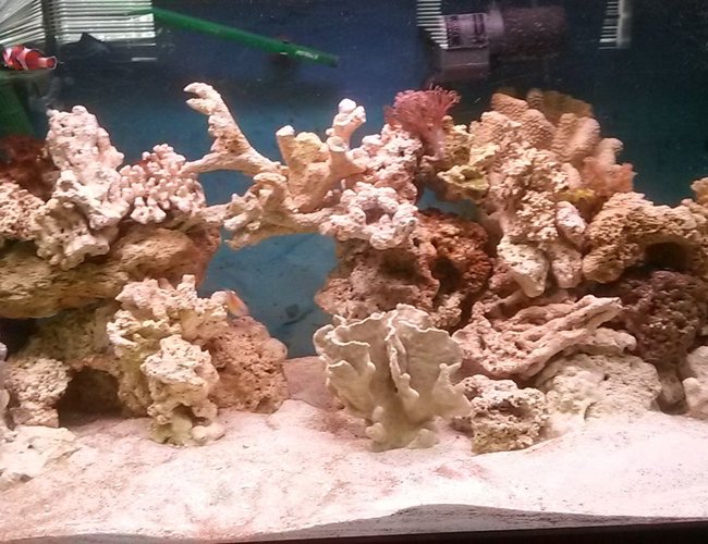 75 gallons saltwater fish tank (mostly fish, little/no live coral) - I got coral now 4 frags. Still 2 clowns and a damsel. 4 hermits a emerald green cran and a cleaner shrimp 75 gallons saltwater fish tank (mostly fish, little/no live coral) - I got coral now 4 frags. Still 2 clowns and a damsel. 4 hermits a emerald green cran and a cleaner shrimp