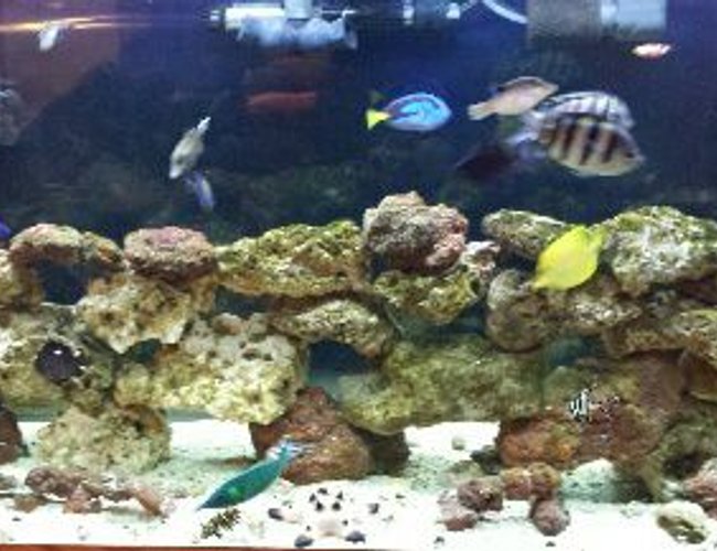 90 gallons saltwater fish tank (mostly fish, little/no live coral) 90 gallons saltwater fish tank (mostly fish, little/no live coral)