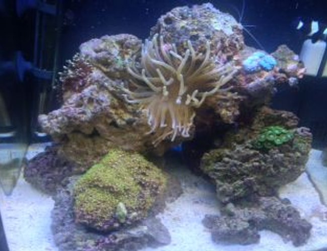 14 gallons saltwater fish tank (mostly fish, little/no live coral) - my first saltwater tank 14 gallons saltwater fish tank (mostly fish, little/no live coral) - my first saltwater tank