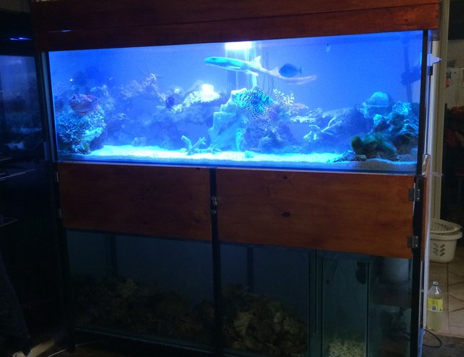 230 gallons saltwater fish tank (mostly fish, little/no live coral) - New setup 230 gallons saltwater fish tank (mostly fish, little/no live coral) - New setup