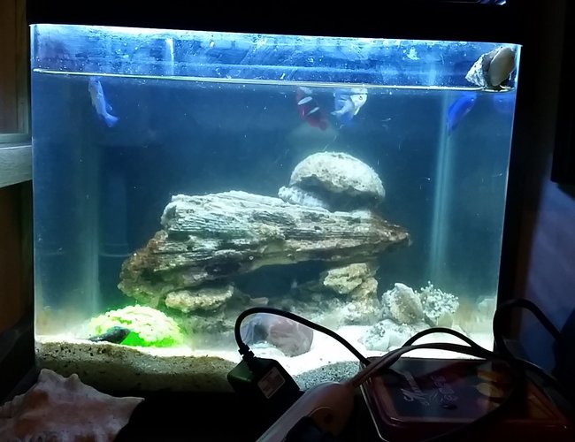 10 gallons saltwater fish tank (mostly fish, little/no live coral) - My starter tank. 10 gallons saltwater fish tank (mostly fish, little/no live coral) - My starter tank.