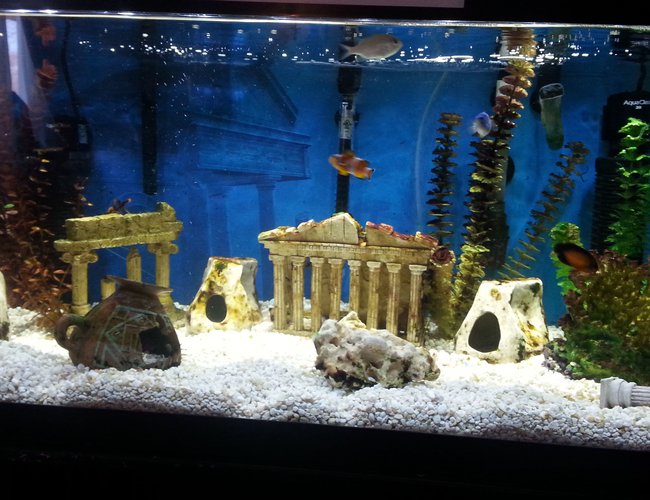 40 gallons saltwater fish tank (mostly fish, little/no live coral) - My 40 Gallon Breeder 40 gallons saltwater fish tank (mostly fish, little/no live coral) - My 40 Gallon Breeder