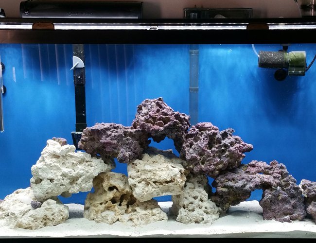 50 gallons saltwater fish tank (mostly fish, little/no live coral) - Fowlr tank 50 gallons saltwater fish tank (mostly fish, little/no live coral) - Fowlr tank