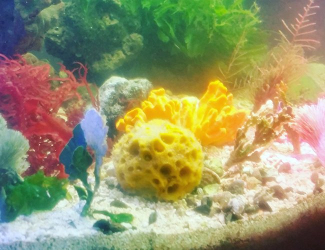 40 gallons saltwater fish tank (mostly fish, little/no live coral) - Just my 40 gallon breeder tank macroalgae and sponges 40 gallons saltwater fish tank (mostly fish, little/no live coral) - Just my 40 gallon breeder tank macroalgae and sponges