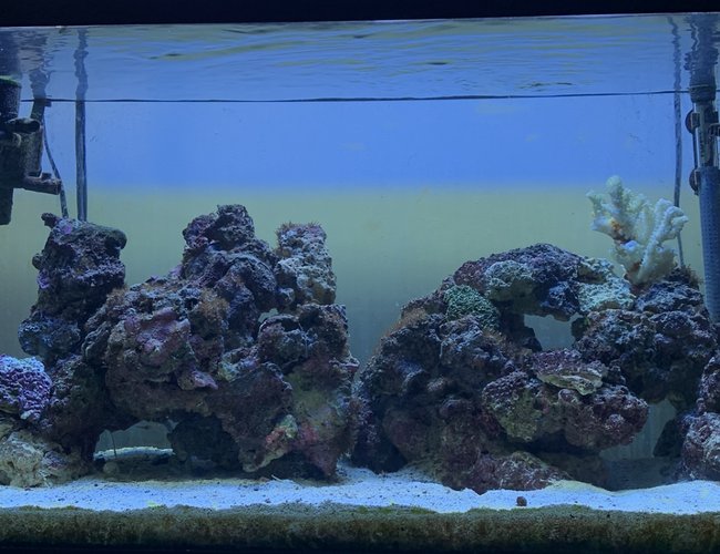 46 gallons saltwater fish tank (mostly fish, little/no live coral) - My 50 Gallon tank 46 gallons saltwater fish tank (mostly fish, little/no live coral) - My 50 Gallon tank