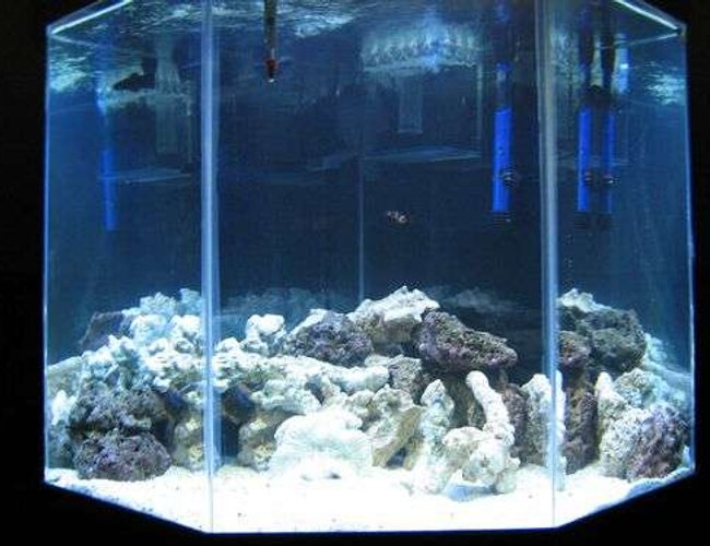 44 gallons saltwater fish tank (mostly fish, little/no live coral) - this is a picture of our tank :) 44 gallons saltwater fish tank (mostly fish, little/no live coral) - this is a picture of our tank :)