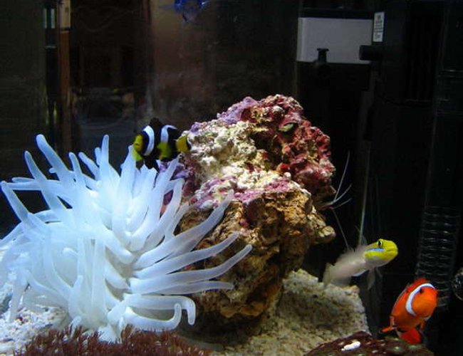 2 gallons saltwater fish tank (mostly fish, little/no live coral) - new seaworld 2 gallons saltwater fish tank (mostly fish, little/no live coral) - new seaworld