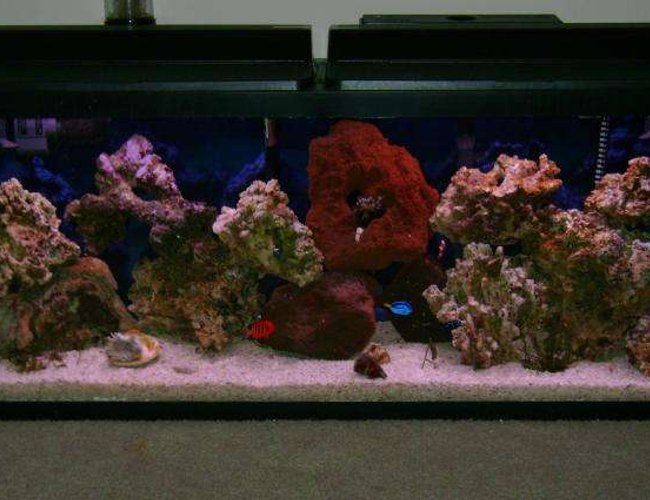 55 gallons saltwater fish tank (mostly fish, little/no live coral) - 55 gallon fish only with live rock 55 gallons saltwater fish tank (mostly fish, little/no live coral) - 55 gallon fish only with live rock