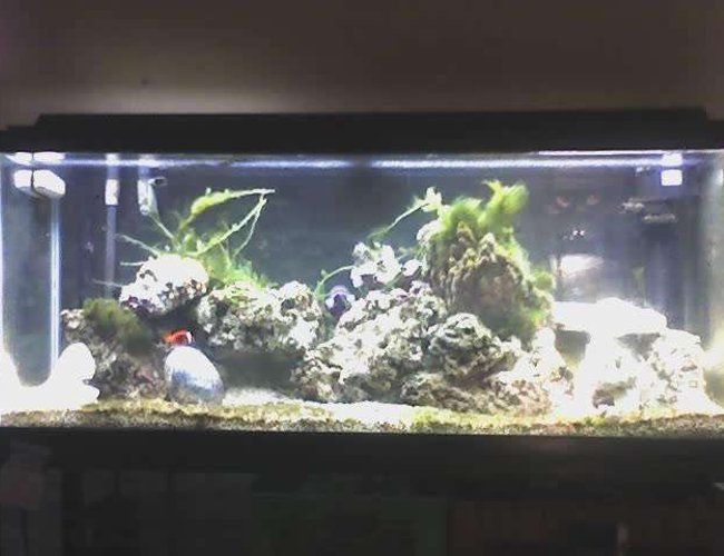 55 gallons saltwater fish tank (mostly fish, little/no live coral) - I have a 55 gallon saltwater aquarium.
in this tank I have about 70 pounds of live rock, I use a florval 350 filter and an aqua clear 70 power head with a extra filter attachment. In this tank i have four fish,
and 5 invertebrates. My fish are: Tomato Clown fish (2 inches), Algae Blenny (three inches),snowflake eel (2 feet) and a fuzzy lion fish (3 inches) .
I also have a starfish, three hermit crabs and two snails. I have also recently added a grape like green plant. 55 gallons saltwater fish tank (mostly fish, little/no live coral) - I have a 55 gallon saltwater aquarium.
in this tank I have about 70 pounds of live rock, I use a florval 350 filter and an aqua clear 70 power head with a extra filter attachment. In this tank i have four fish,
and 5 invertebrates. My fish are: Tomato Clown fish (2 inches), Algae Blenny (three inches),snowflake eel (2 feet) and a fuzzy lion fish (3 inches) .
I also have a starfish, three hermit crabs and two snails. I have also recently added a grape like green plant.