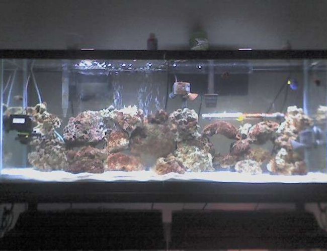 55 gallons saltwater fish tank (mostly fish, little/no live coral) - 55 gallon tank with 10,000K and Actinic lighting, dual filters, 3 powerdheads, 100 lbs of live rock. Current Fish/Inverts- 1 bulb anemone, Regal Tang, Cinamon Clown, Yellow Stripe Maroon, Royal Gramma and Green Mandarin. 55 gallons saltwater fish tank (mostly fish, little/no live coral) - 55 gallon tank with 10,000K and Actinic lighting, dual filters, 3 powerdheads, 100 lbs of live rock. Current Fish/Inverts- 1 bulb anemone, Regal Tang, Cinamon Clown, Yellow Stripe Maroon, Royal Gramma and Green Mandarin.