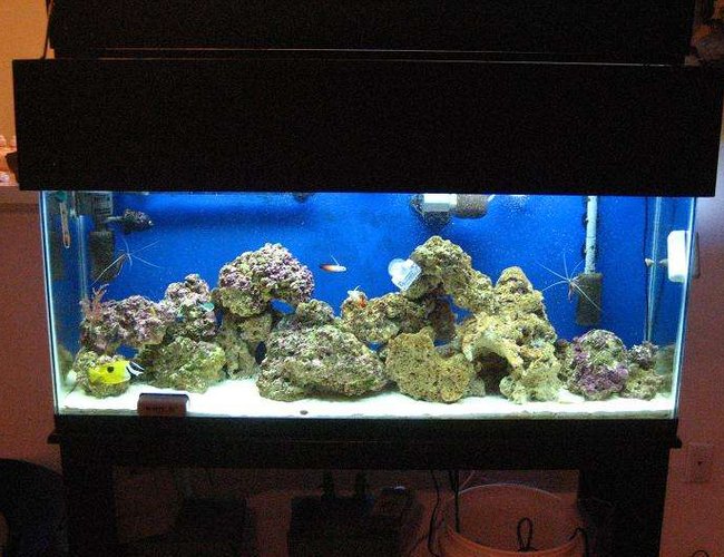 55 gallons saltwater fish tank (mostly fish, little/no live coral) - tank 55 gallons saltwater fish tank (mostly fish, little/no live coral) - tank
