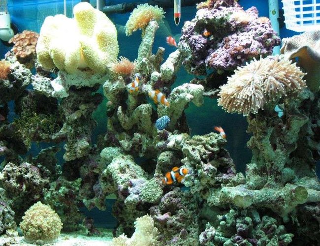 90 gallons saltwater fish tank (mostly fish, little/no live coral) - My tank with some corals and mostly nemos 90 gallons saltwater fish tank (mostly fish, little/no live coral) - My tank with some corals and mostly nemos