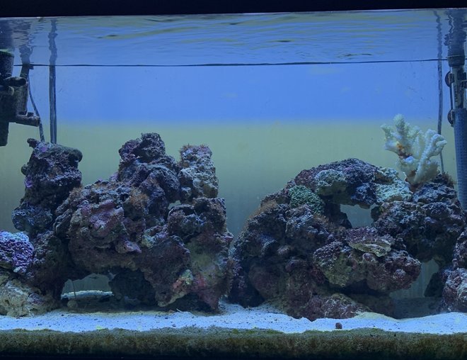 46 gallons saltwater fish tank (mostly fish, little/no live coral) - My 50 Gallon tank 46 gallons saltwater fish tank (mostly fish, little/no live coral) - My 50 Gallon tank